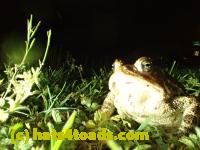 /home//u458753944/public_html/sourcegallery//Roxborough Toad Detour/2016/2016-04-26/P4260239.JPG